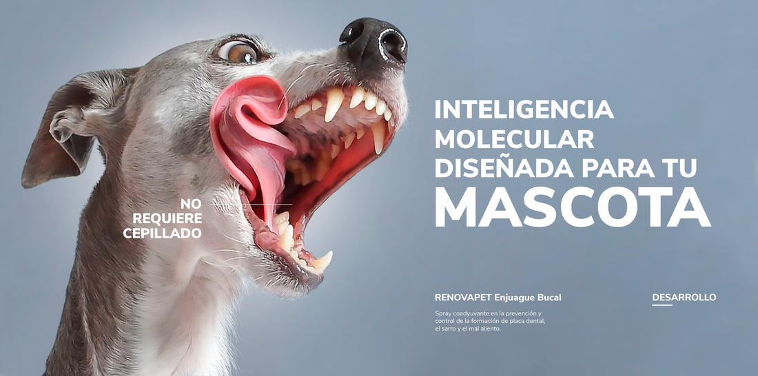 Renovapet Enjuague Bucal