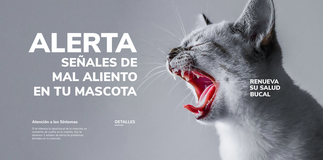 Tres señales de alerta de problemas dentales en tu perro