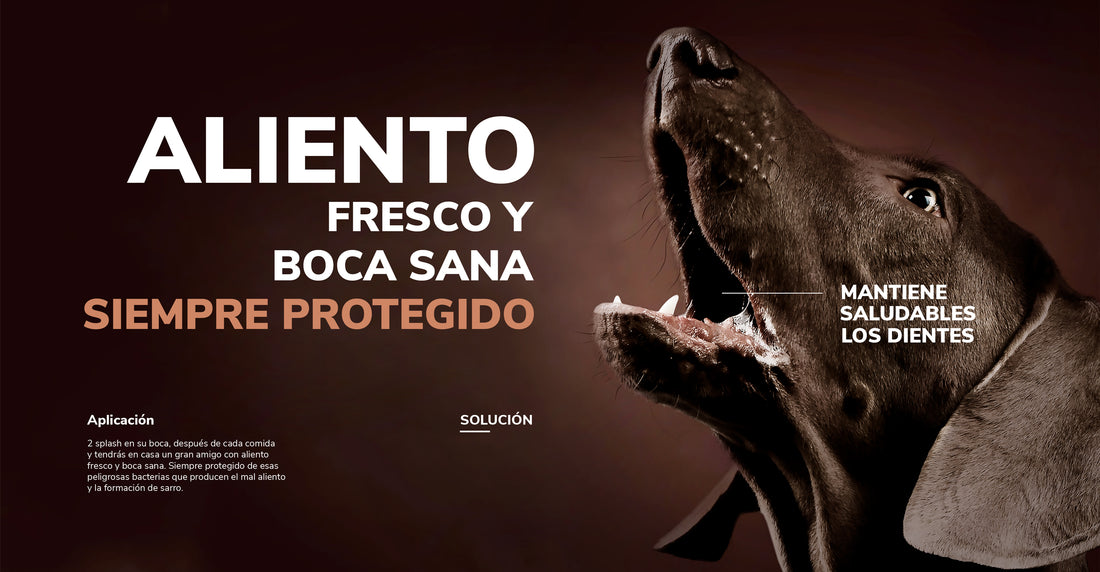 ¿Tu mascota tiene mal aliento?