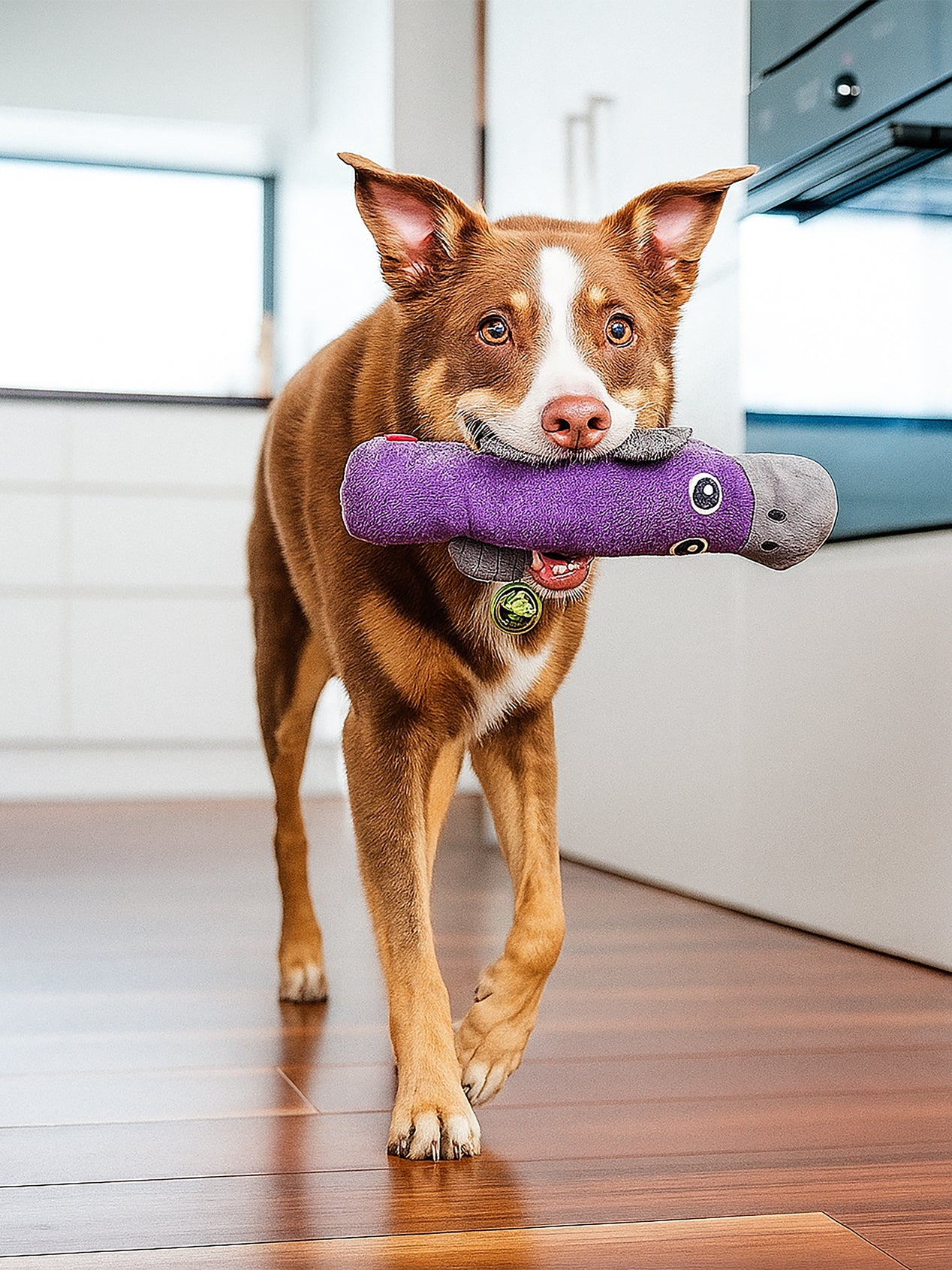 Juguete perro ultra durable - ORNITORRINCO - RED DINGO