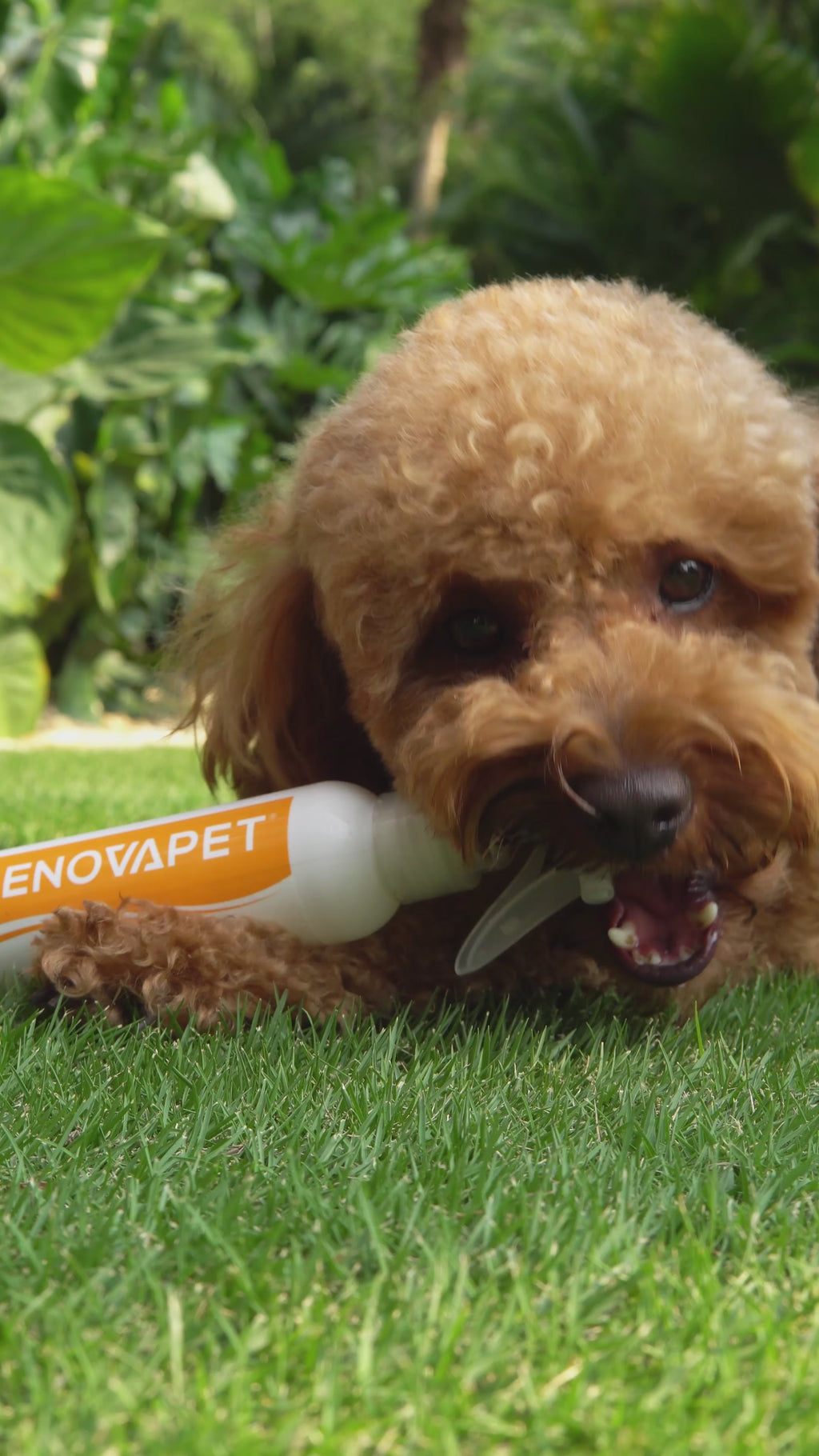 Limpiador de piel, pelaje y patas de perros y gatos | Renovapet Solución Tópica Limpiadora 250 mL. Reg. ICA: 11318-CV